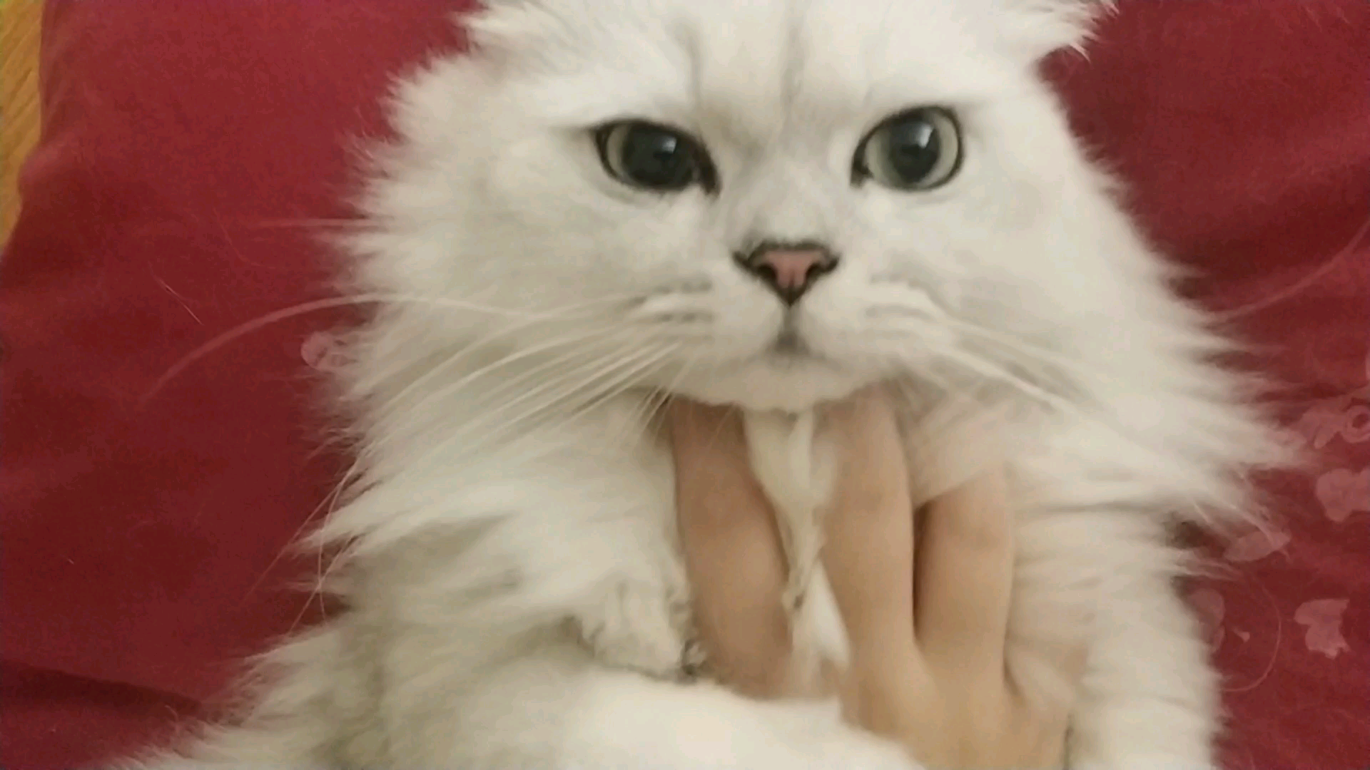 【米糊与烧麦】在家里饱受欺凌的两只可怜猫猫